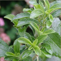 Stevia%20rebaudiana